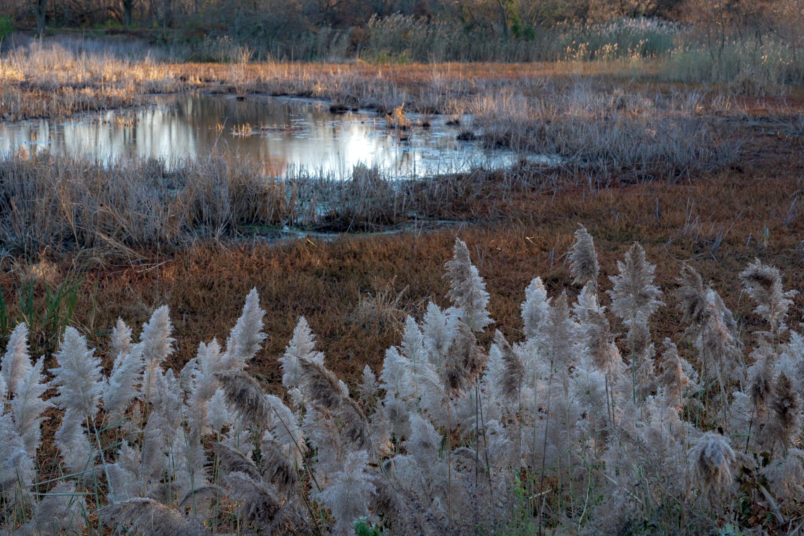 phragmites111619-1